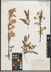 Foto von Salix nigra Marshall